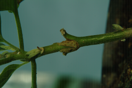 Aubergine greffée sur Solanum aculeastrum